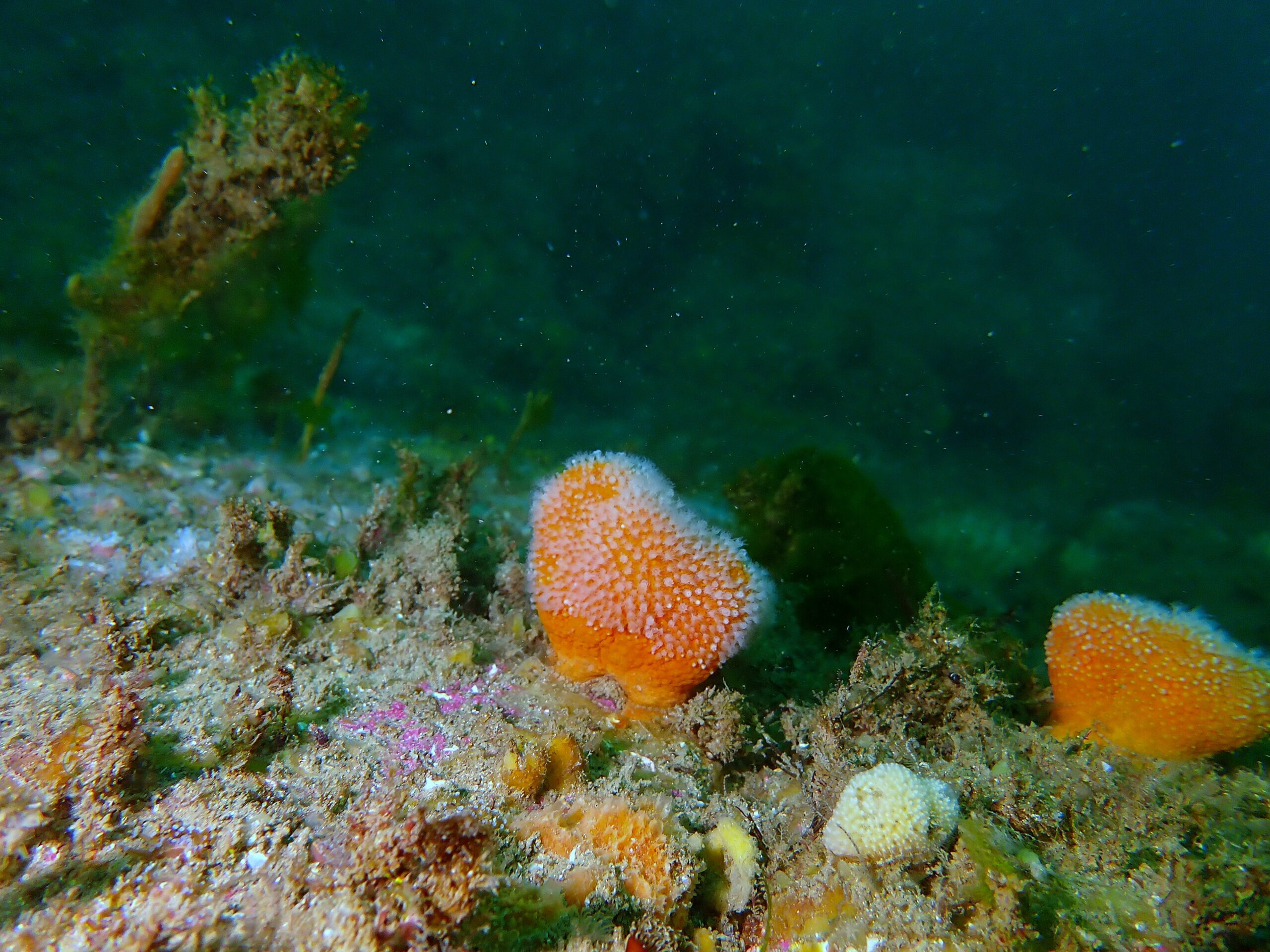 P6220181